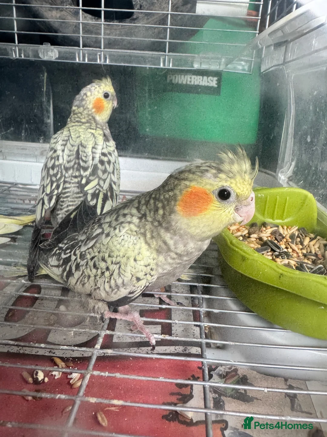 Cockatiels birds for sale: Baby cockatiels ready to leave now  - Advert 1