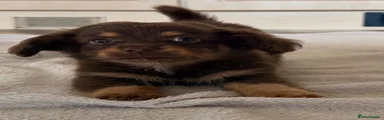 Mixed Breed 2