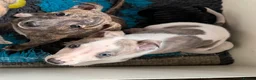 Whippet dogs for sale: Kennel Club Registered Whippet Pups Available  - Advert 9