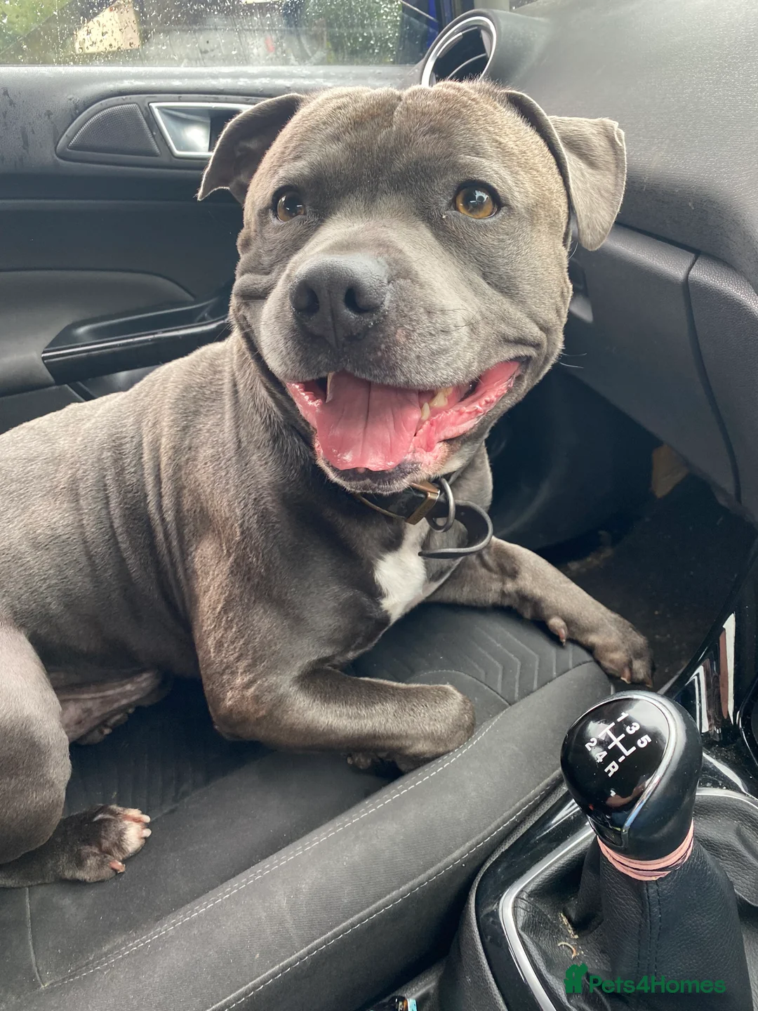 Staffordshire Bull Terrier dogs for stud: KC PROVEN Blue Staffordshire Bull Terrier for STUD in Wakefield - Advert 7