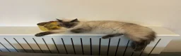 Ragdoll cats for sale: Beautiful Ragdoll kittens ready to leave - Advert 2
