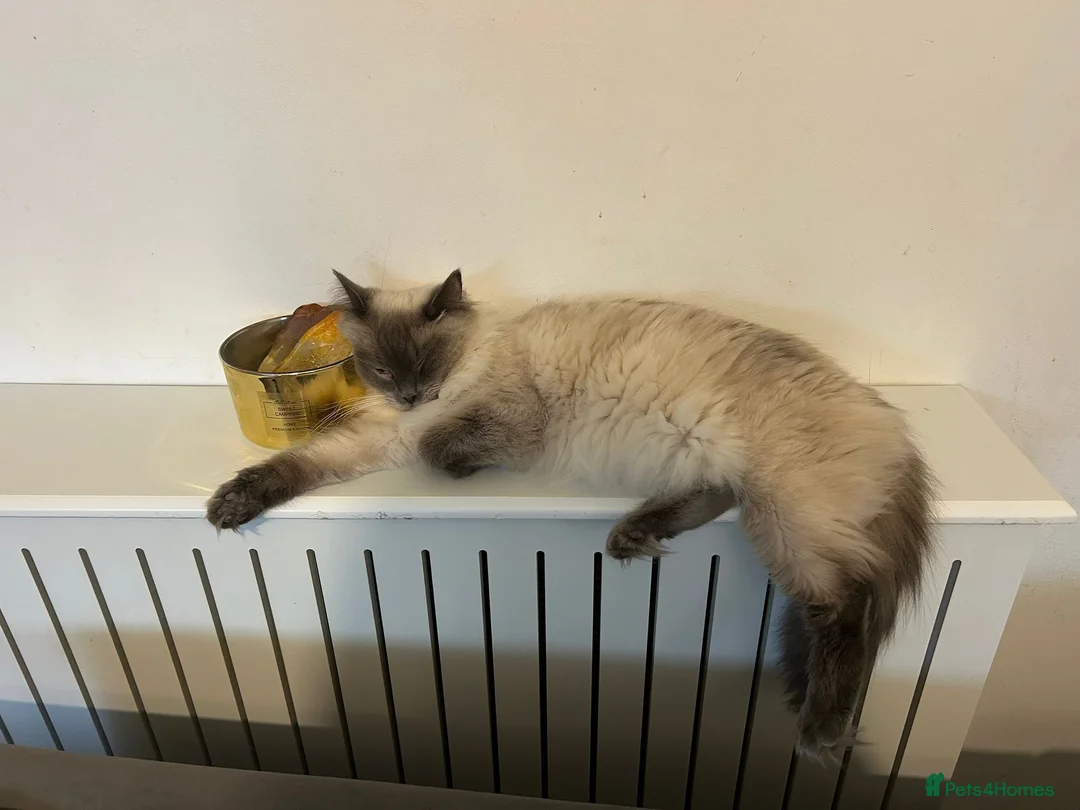 Ragdoll cats for sale: Beautiful Ragdoll kittens ready to leave - Advert 2