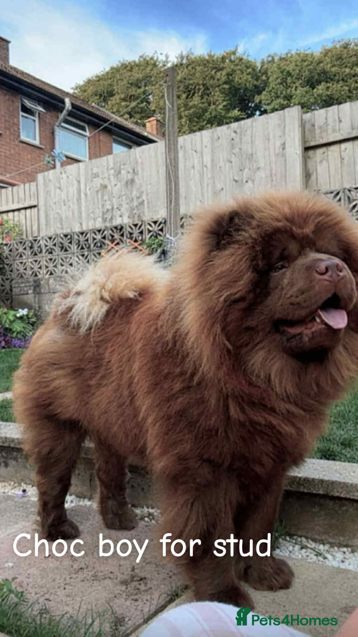 Chow Chow dogs Amazing chocolate chow chow for stud - Advert 14
