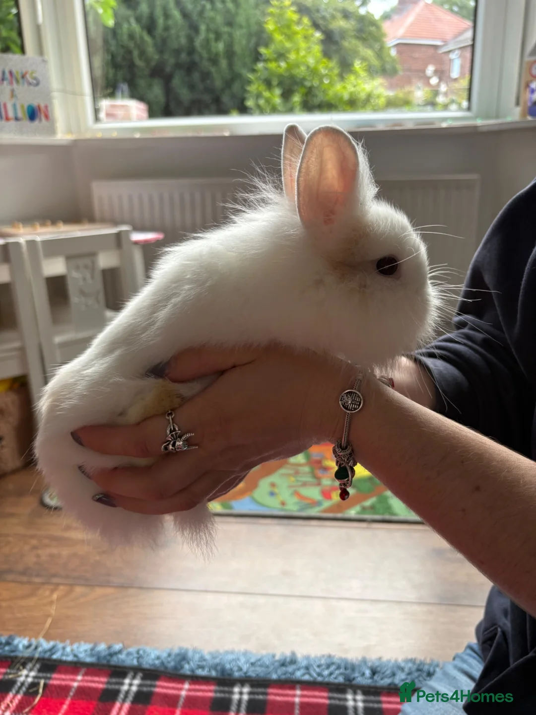 Lionhead rabbits for sale: 🐰Adorable Lionhead Rabbits🐰 in Mexborough - Advert 7