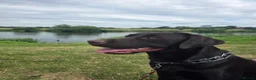 Labrador Retriever dogs for stud: KC Registered For stud  in Peterborough - Advert 1