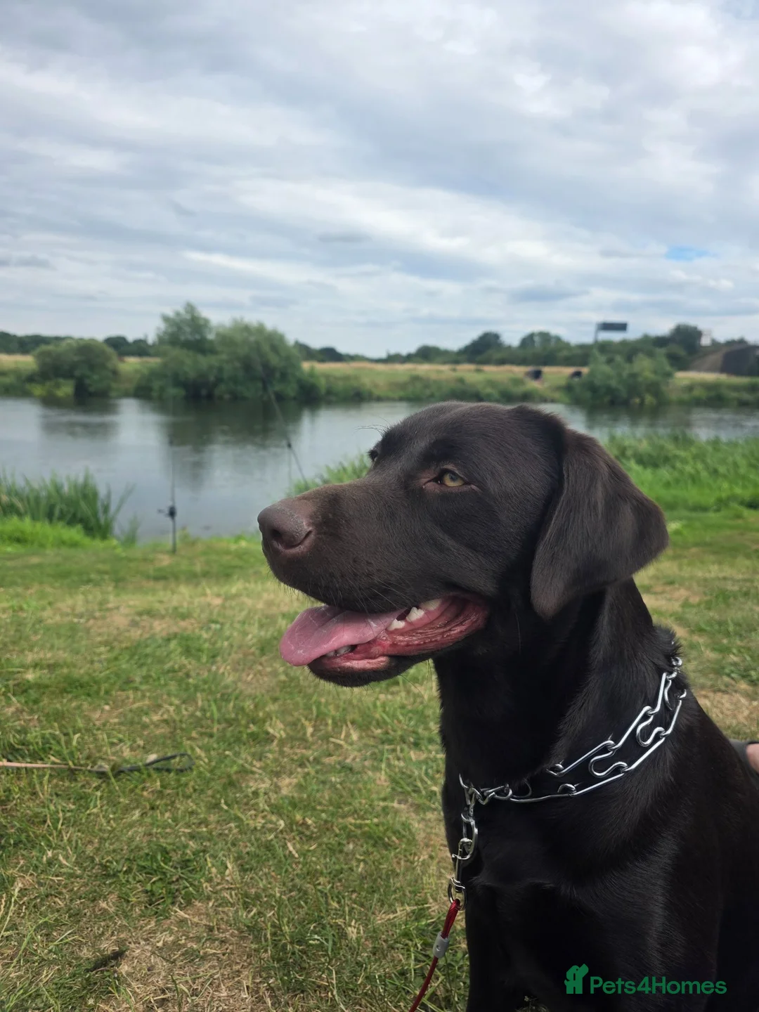 Labrador Retriever dogs for stud: KC Registered For stud  in Peterborough - Advert 1