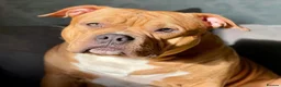 Mixed Breed dogs for sale: Exotic bullies - English bulldog x American bully - Advert 20