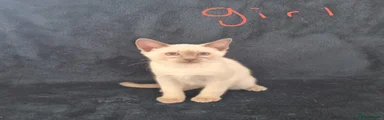 Siamese Kitten 2