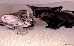 Mixed Breed cats for sale: Pretty little girls  - Image 26