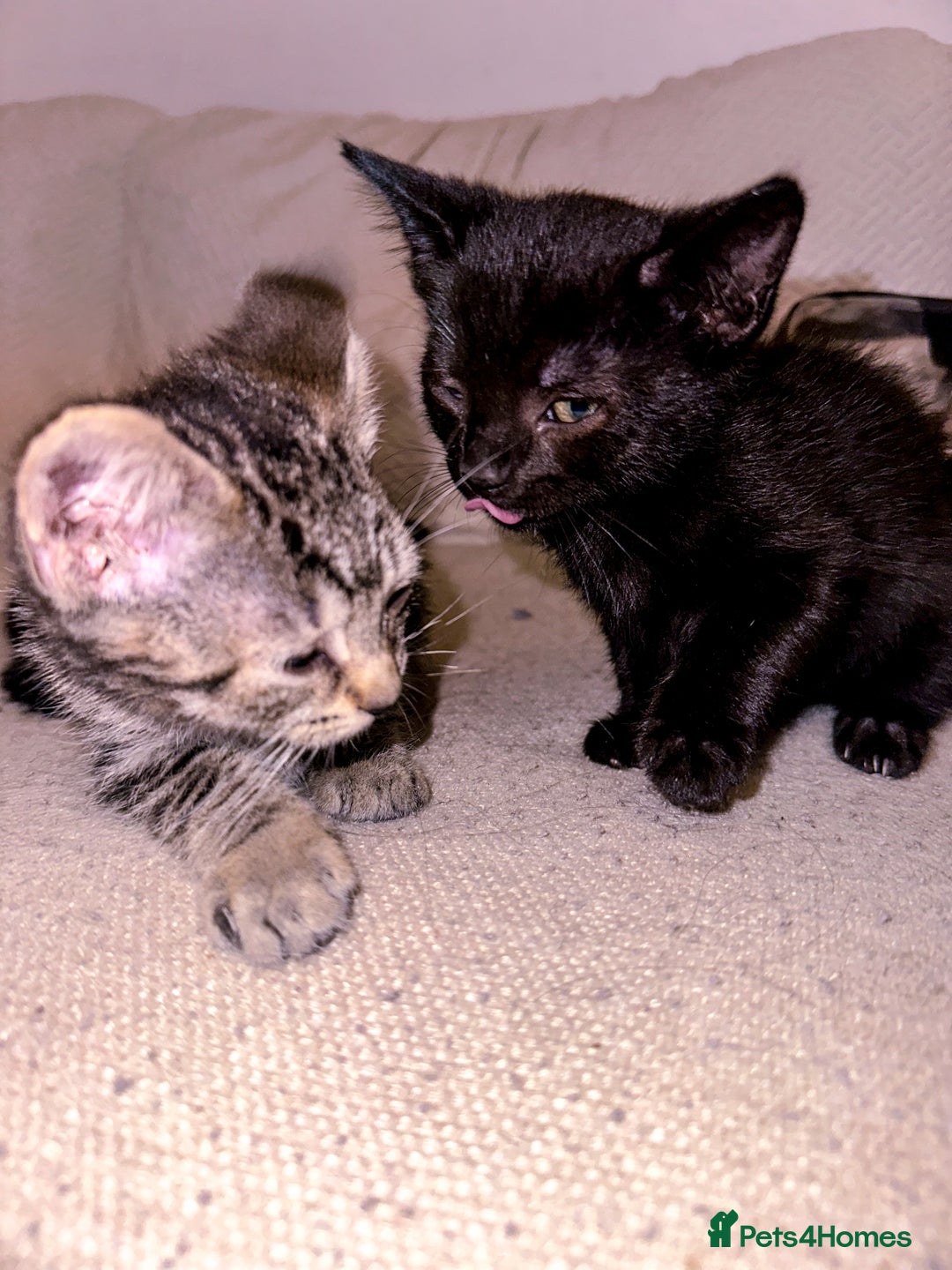 Mixed Breed cats for sale: Pretty little girls  - Image 26