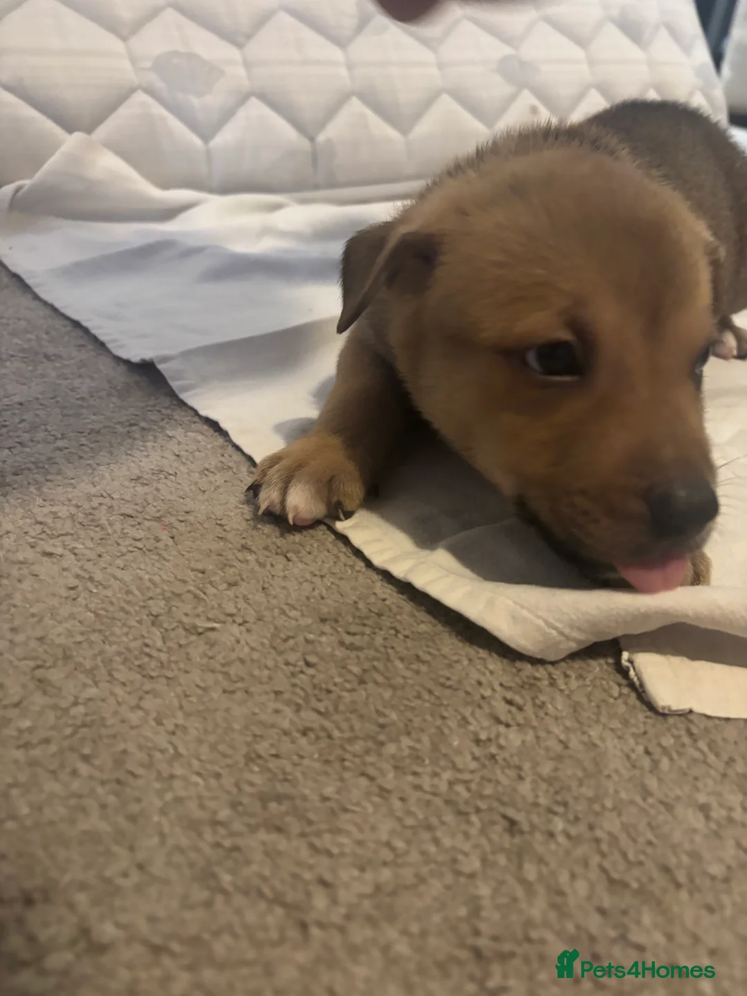 Mixed Breed dogs for sale: Puppies for sale  - Advert 5