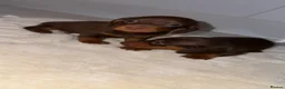 Miniature Dachshund dogs for sale: Miniature Dachshunds   - Advert 6