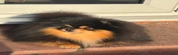 Pomeranian dogs for stud: KC X-Small BLACK & TAN STUD Available - Advert 3