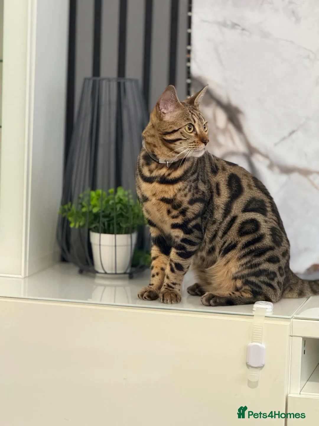 Bengal cats for sale: Bengal boy  in Preston - Advert 1