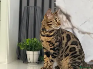 Bengal cats Bengal boy - Advert 1
