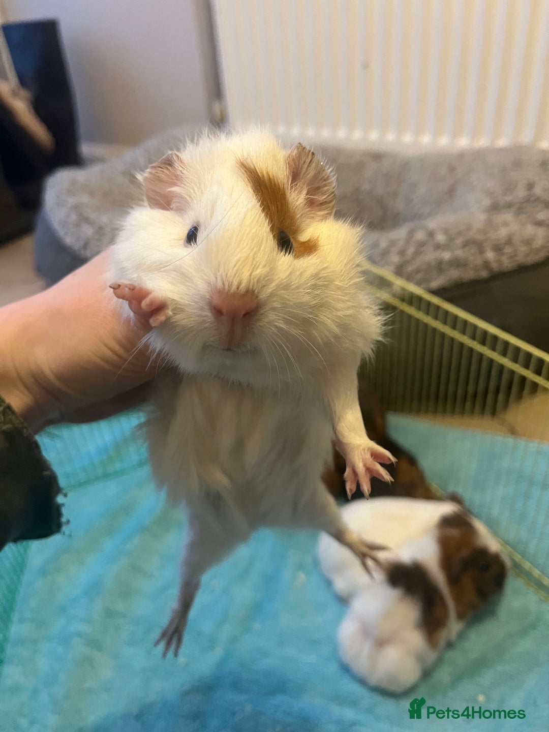 Guinea Pig rodents for sale: Baby Guinea pigs  - Advert 9