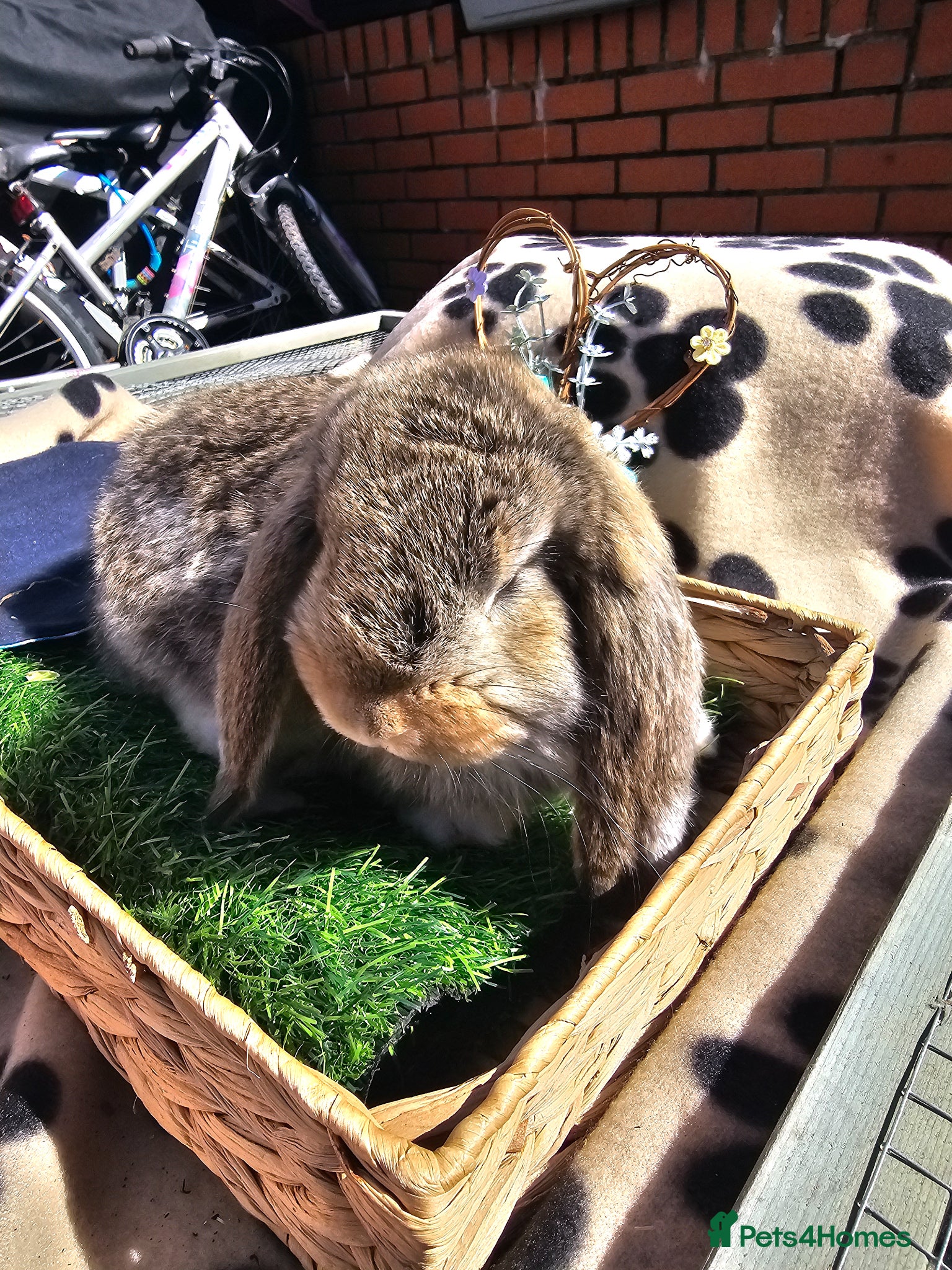 French Lop rabbits Vaccinated Giant French Lop Babies  - Advert 2