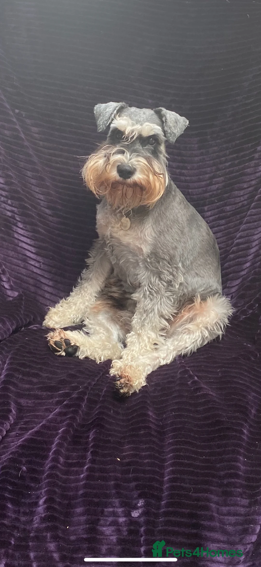 Miniature Schnauzer dogs for sale: 5*KC MINIATURE SCHNAUZER PUPPIES - Advert 21