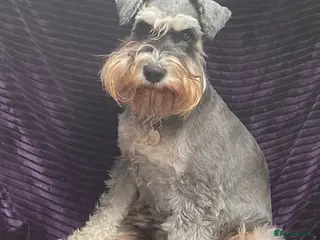 Miniature Schnauzer dogs 5*KC MINIATURE SCHNAUZER PUPPIES - Advert 6