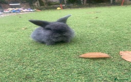 Mini Lop rabbits for sale: Beautiful mini lop bunnies 😍🐰 - Image 10