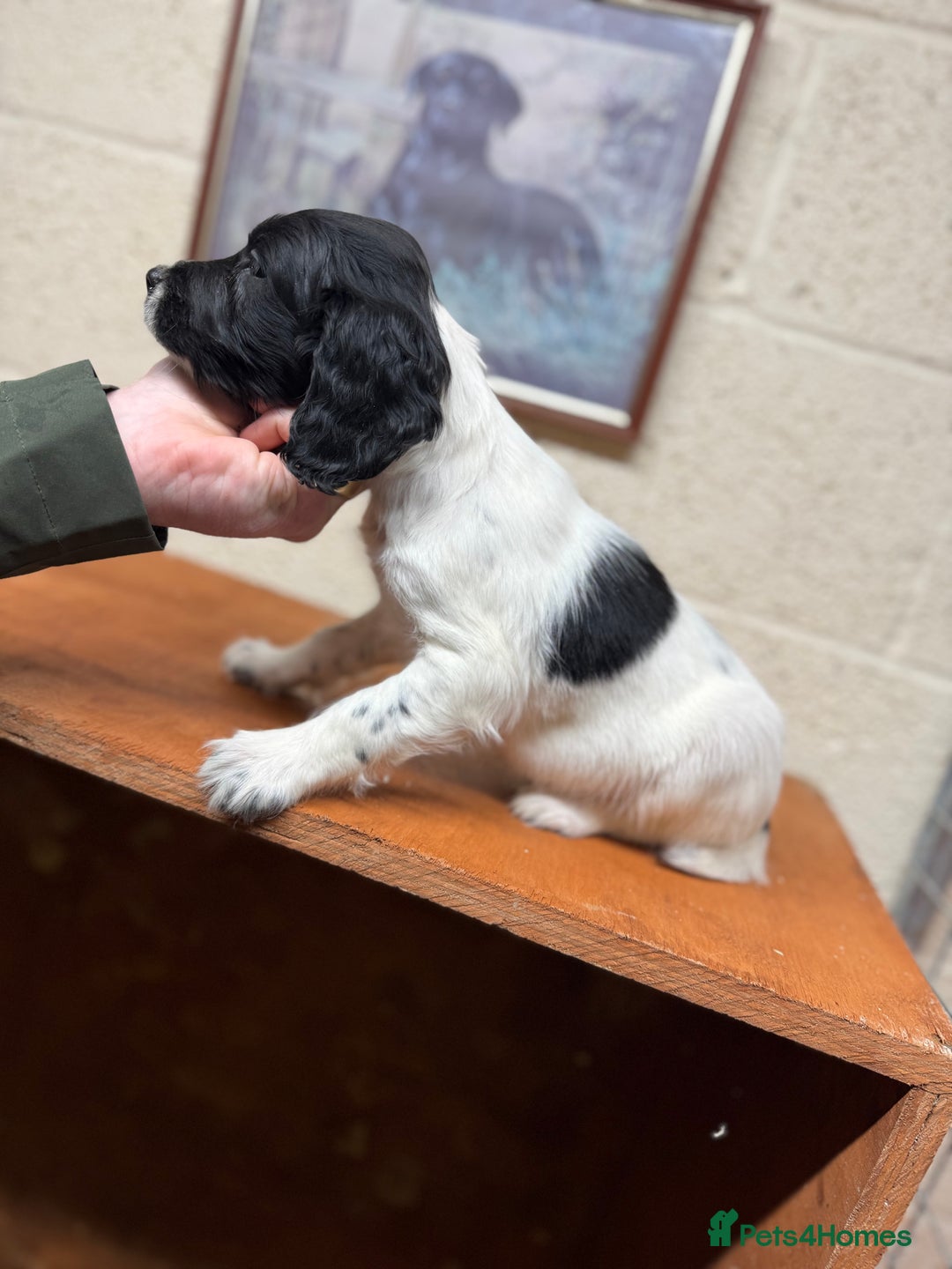 English Springer Spaniel dogs for sale: 2 male Working springer spaniels ready to leave! - Advert 6