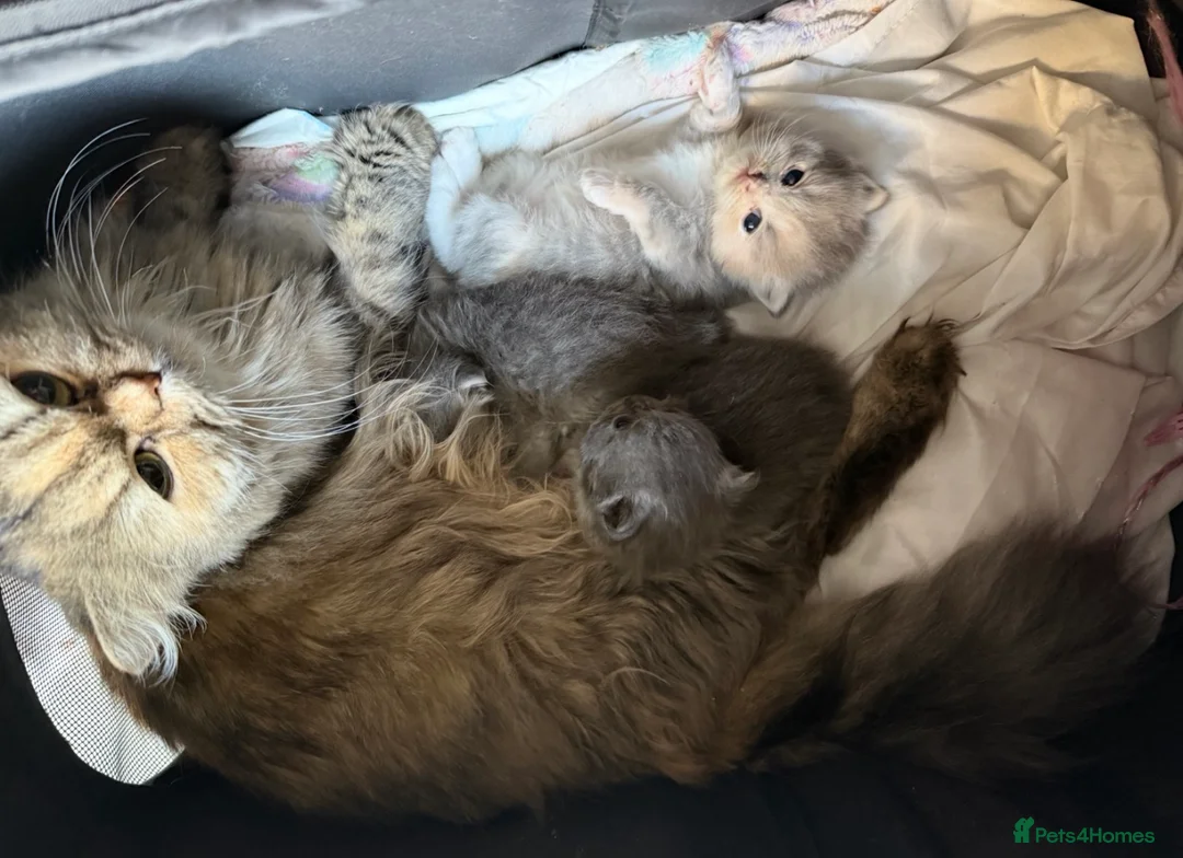 Persian cats for sale: sweetest Persian Kittens you’ve ever met - Advert 10