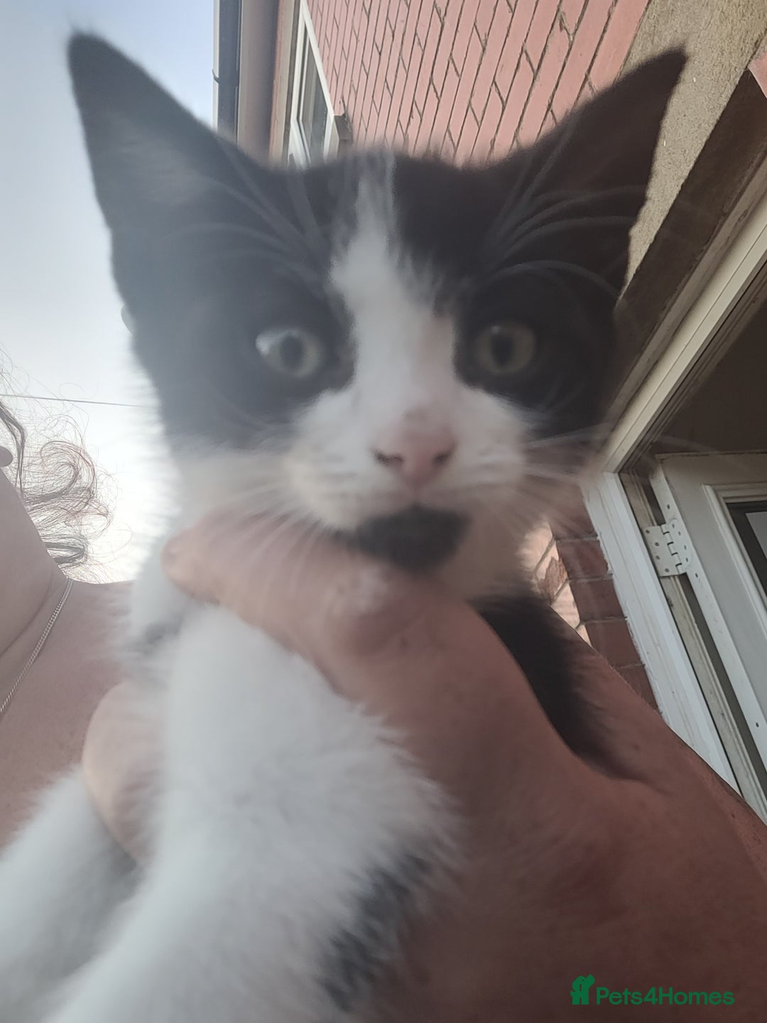 Mixed Breed cats for sale: Kittens  - Image 1