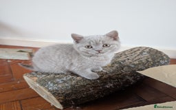 British Shorthair cats for sale: Two remaining British blue shorthair kittens  - Image 18