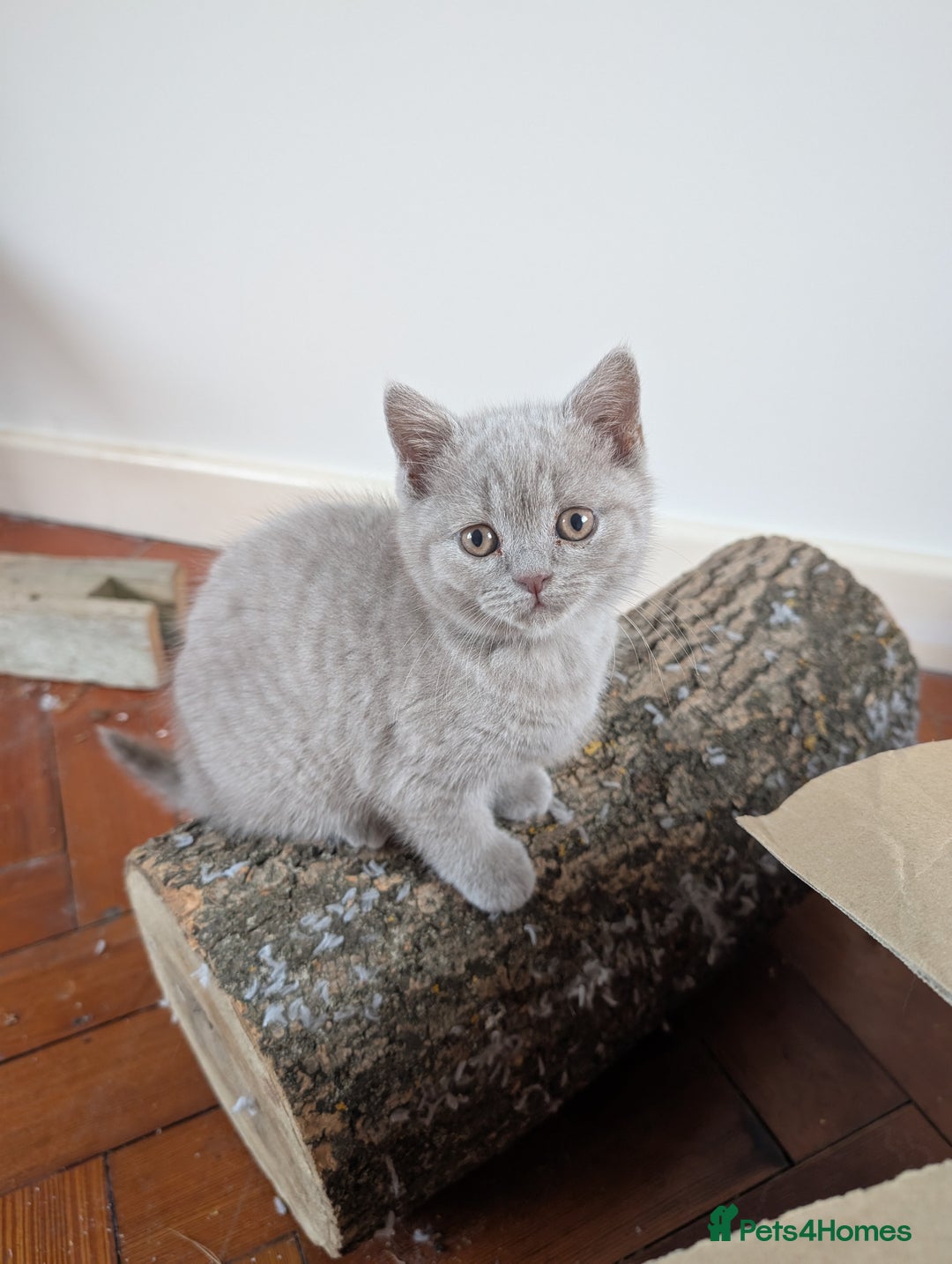 British Shorthair cats for sale: Two remaining British blue shorthair kittens  - Image 18
