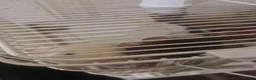 Rat rodents for sale: Male Rats in Eastbourne - Advert 3