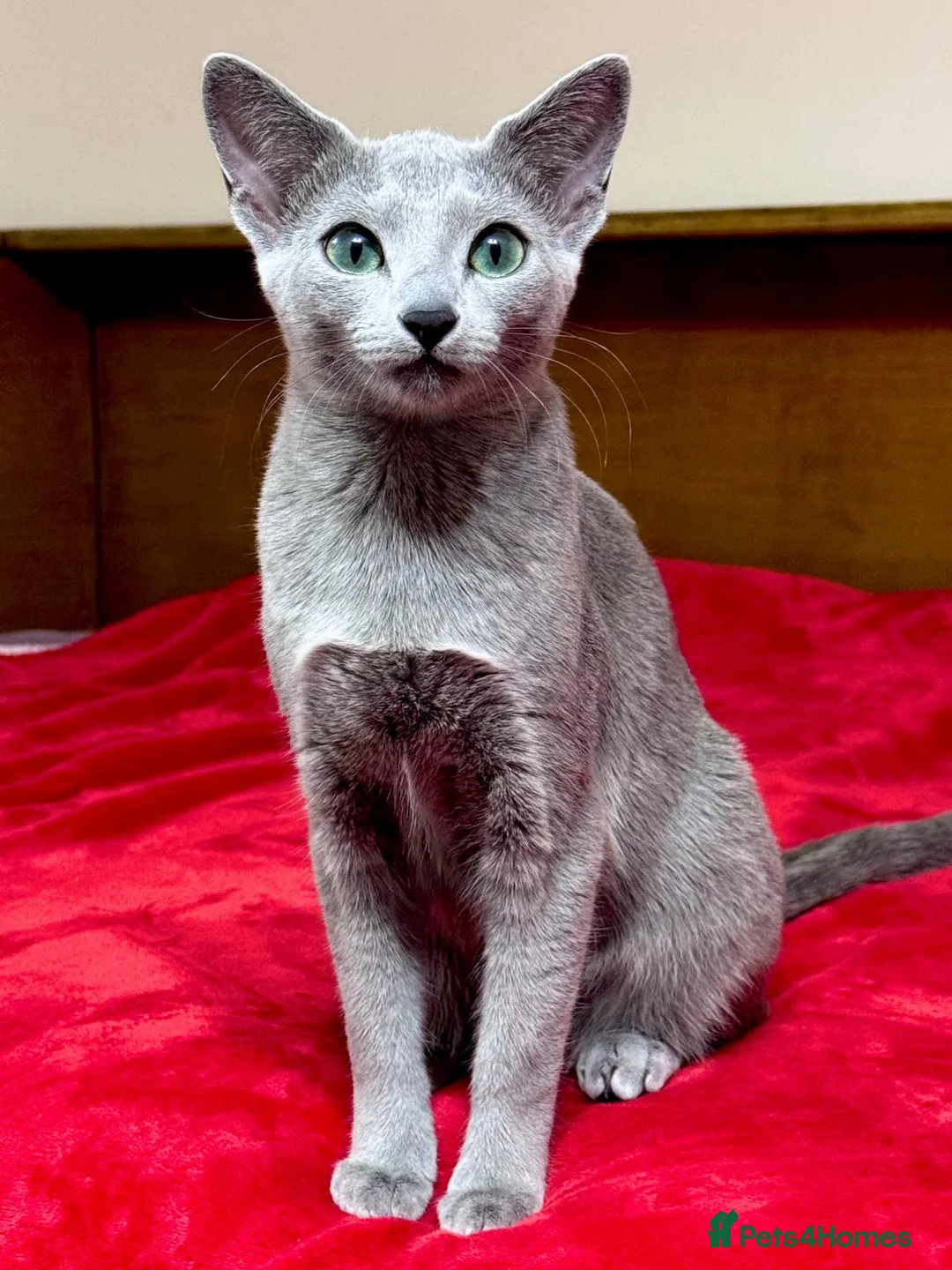 Russian Blue cats for sale: Two beautiful Russian Blue princesses available! - Advert 11