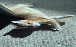 Mixed Breed cats for sale: 2 lovely kittens looking for a new home - Image 3