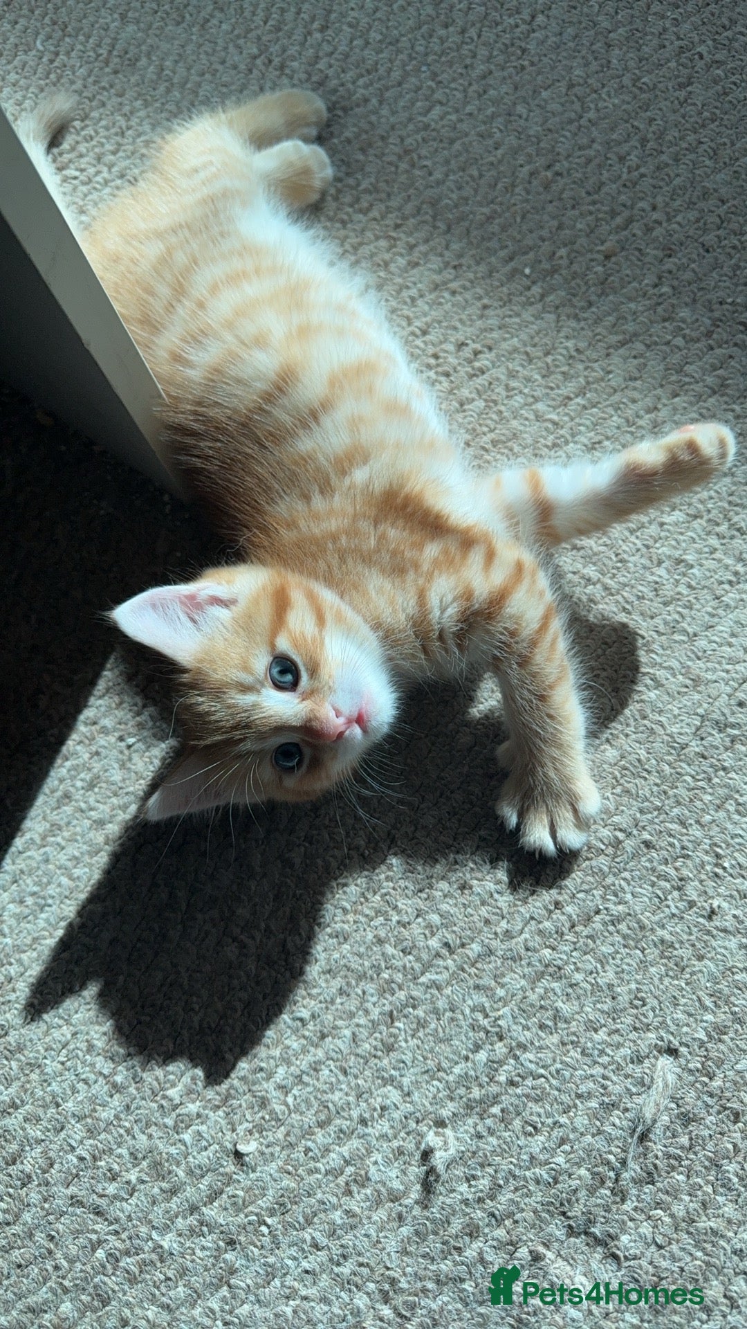 Mixed Breed cats for sale: 2 lovely kittens looking for a new home - Image 3