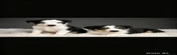 Border Collie dogs for sale: Well brought up border collie puppies  - Advert 3