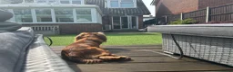 Cavalier King Charles Spaniel dogs for stud: Stanley. Ruby cavalier stud 1 yr. read description in Brentwood - Advert 12