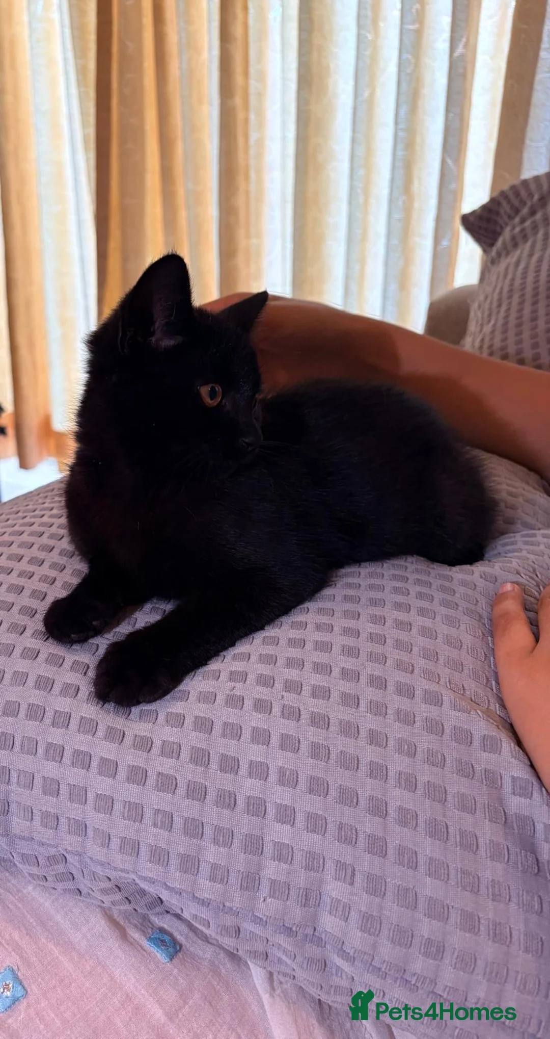 Mixed Breed cats for sale: FREE 4 month old kitten - Advert 2