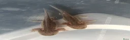 Axolotl reptiles for sale: Baby axolotls  - Advert 6