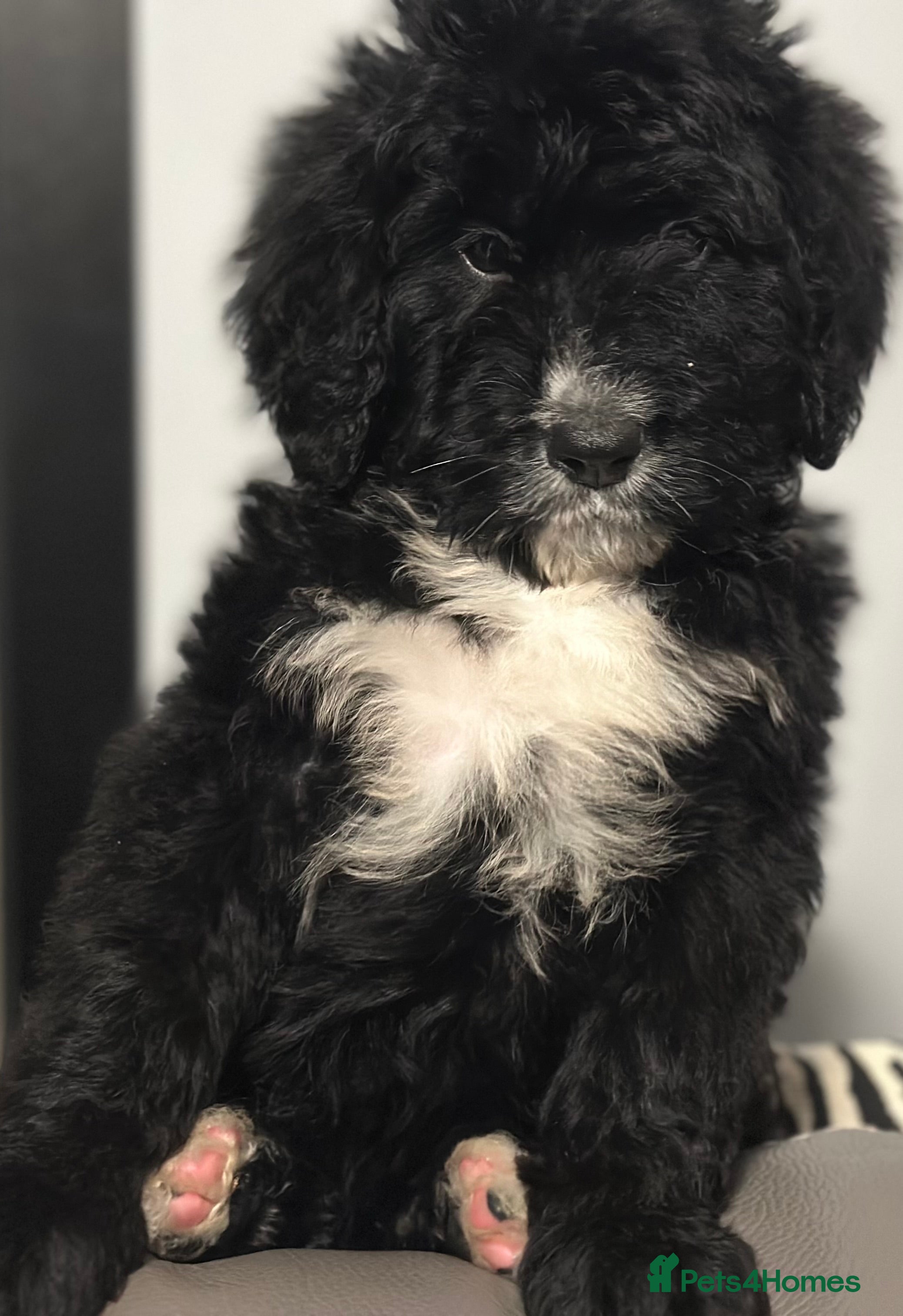 Bernedoodle dogs F1 STANDARD BERNADOODLE LAST BOYS AVAILABLE - Advert 2