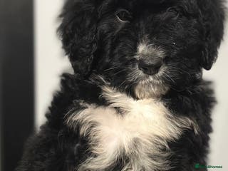 Bernedoodle dogs F1 STANDARD BERNADOODLE LAST BOYS AVAILABLE - Advert 2