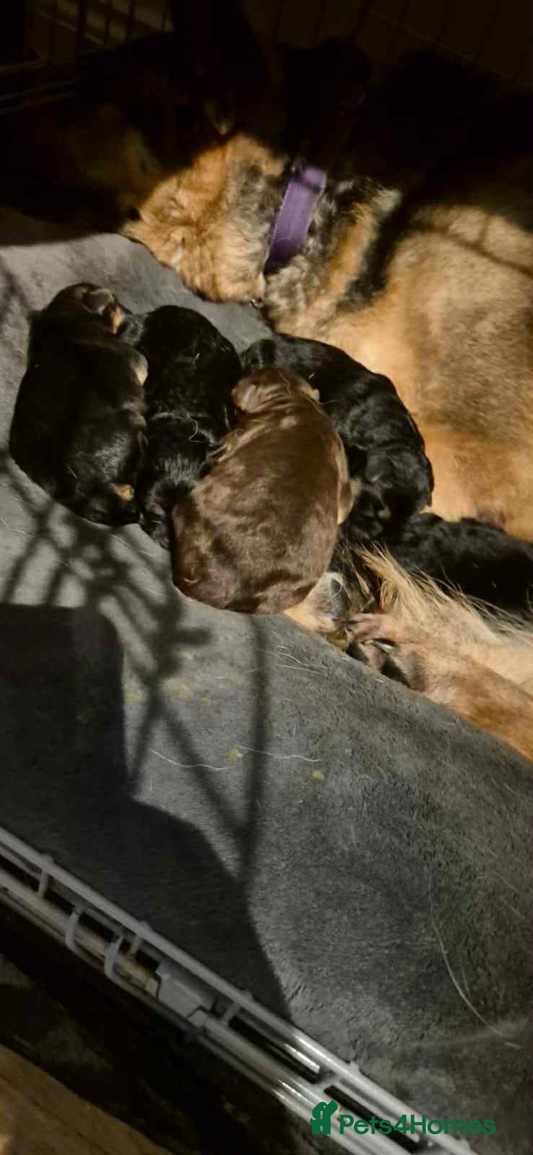 German Shepherd dogs for sale: German Shephard Puppy Female - Advert 4