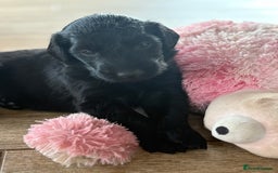 Flat coated Retriever dogs for sale: Beautiful home reared pups  - Image 11