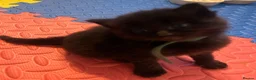 Mixed Breed cats for sale: Ragdoll Mix Kittens  - Advert 18