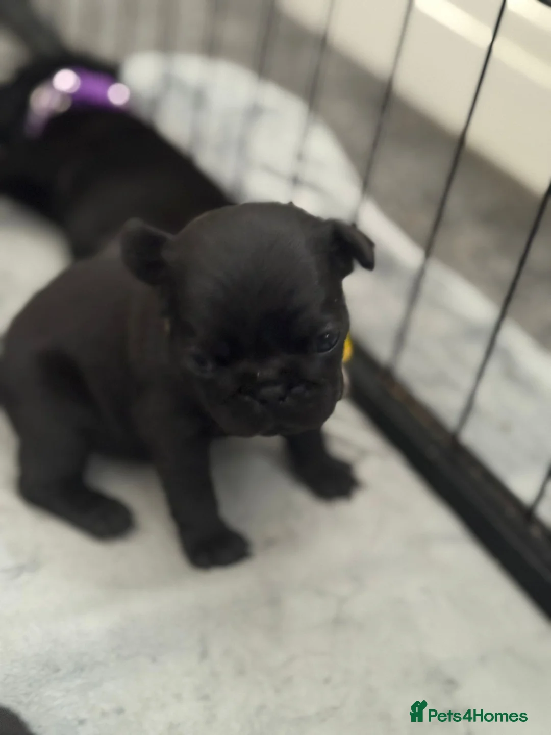 Pug dogs for sale: 5 gorgeous black pug puppies for sale  in Uxbridge - Advert 6