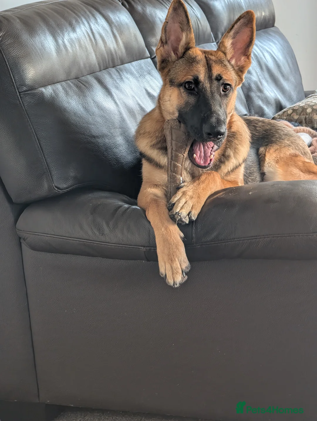 German Shepherd dogs for sale: Young gsd male superb temperament  - Advert 4