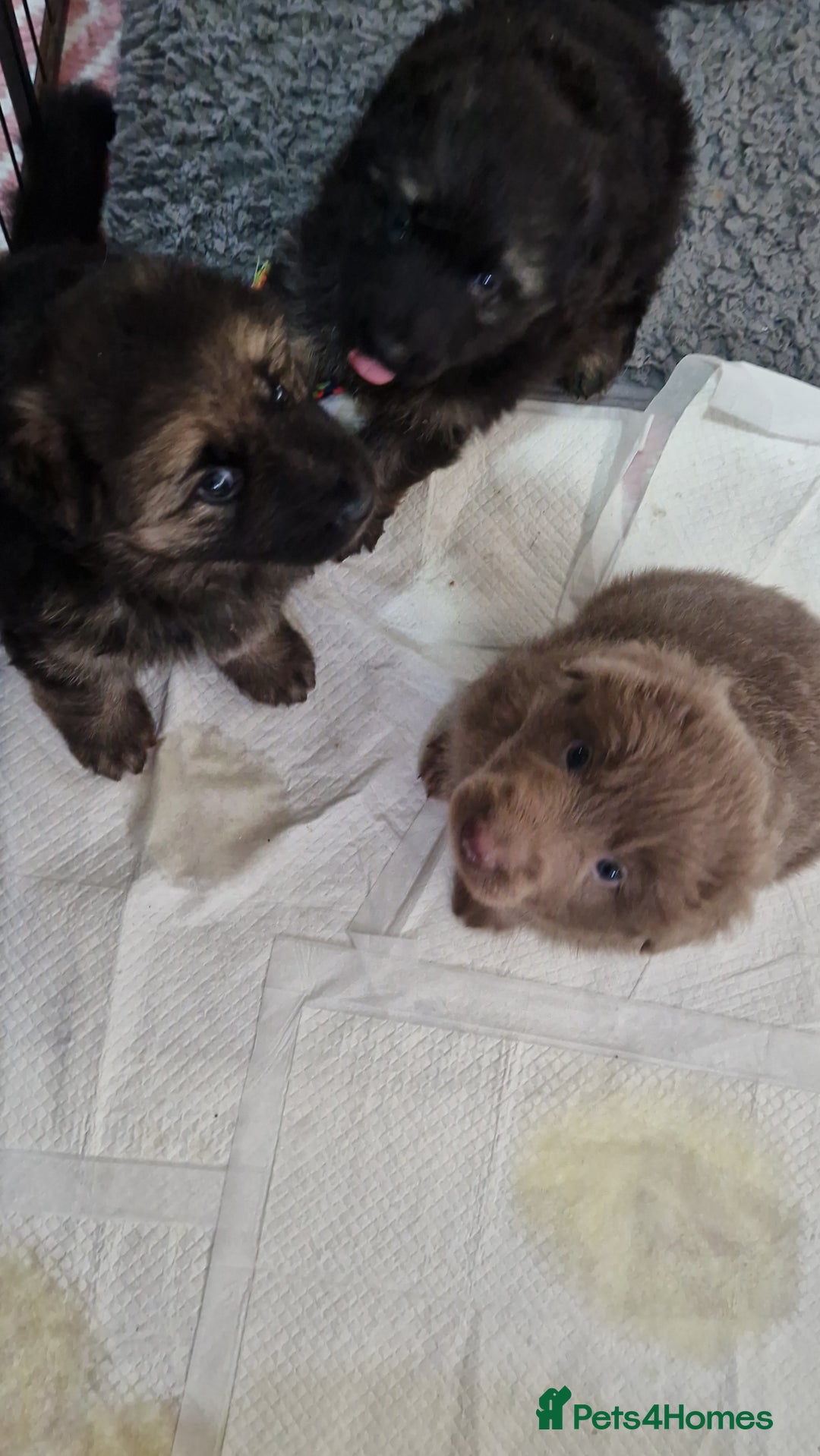 German Shepherd dogs for sale: KC REG GSD PUPPIES FULLY SCORED AND TESTED PARENTS - Image 34