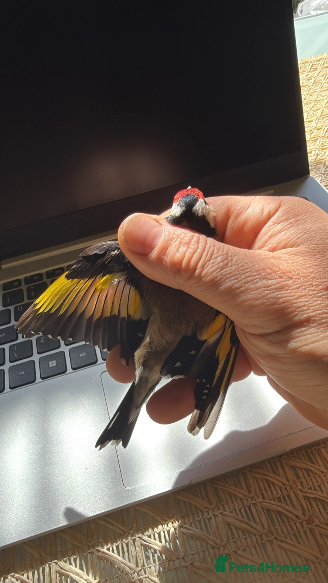 Finches birds for sale: Goldfinch  - Advert 2