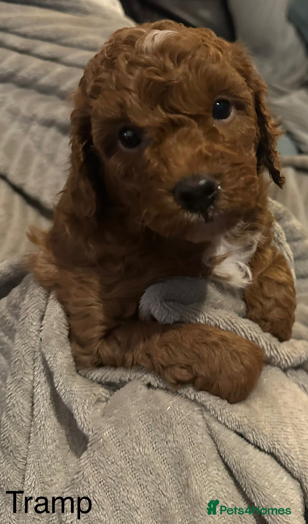 Cavapoo dogs for sale: 1 boy left! Ready 11th December Red F1BB Cavapoo   - Advert 9
