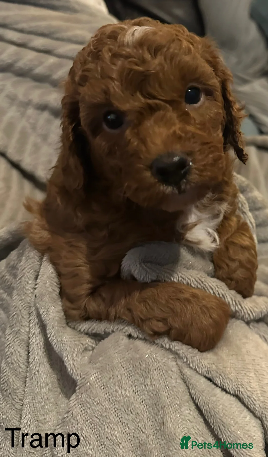 Cavapoo dogs for sale: 1 boy left! Ready 11th December Red F1BB Cavapoo   - Advert 9