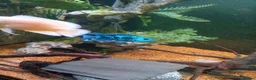 Cichlids fish for sale: plecos, electric blu Dempsey, emp snakehead,Oscars - Advert 6