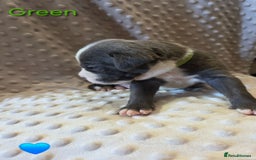 Mixed Breed dogs for sale: Old english bulldross cross american bulldog 😍❤️  - Advert 20